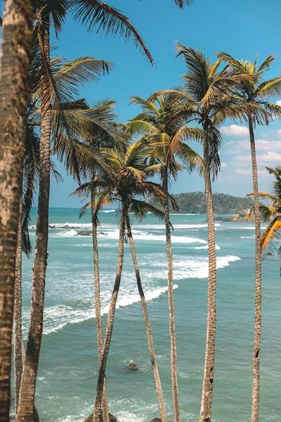 Coconut Tree Hill