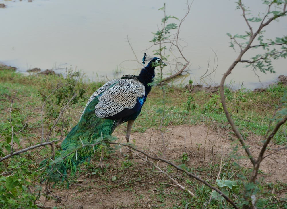 Sri Lanka Itinerary With Yala National Park
