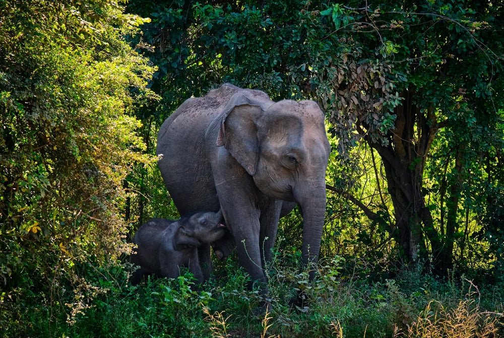 Sri Lanka Wildlife Itinerary