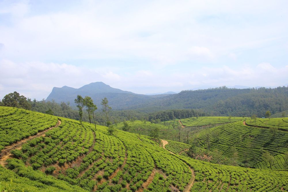 Tea plantations around Nuwara Eliya in Sri Lanka's hill country