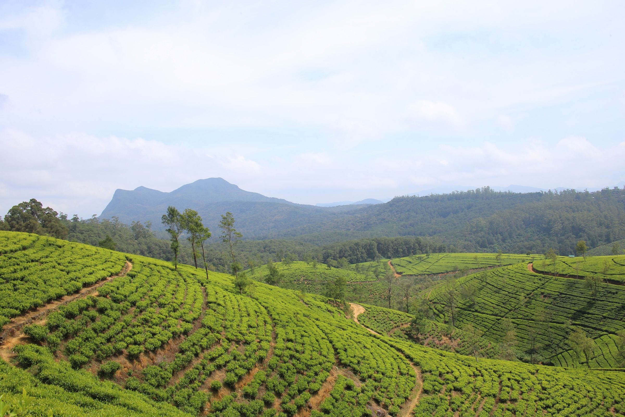 Tea plantations around Nuwara Eliya in Sri Lanka's hill country