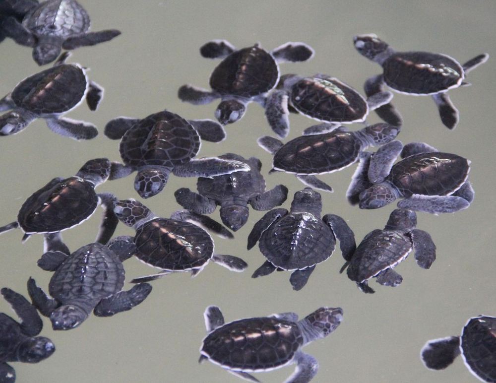 Turtle hatchlings at the Kosgoda conservation centre