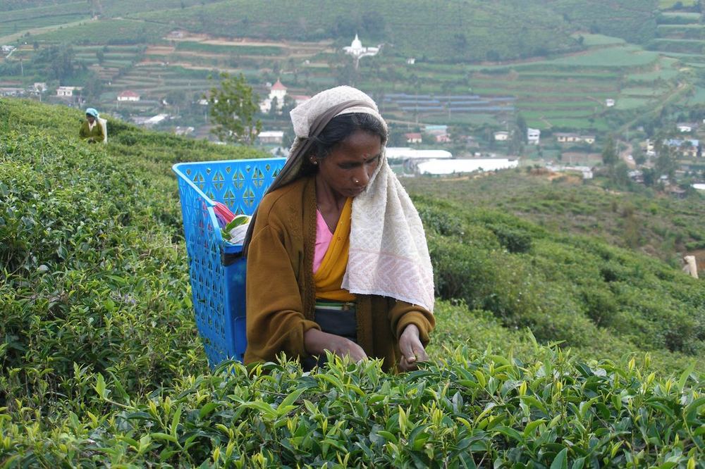 Tea picker in a Nuwara Eliya tea plantation