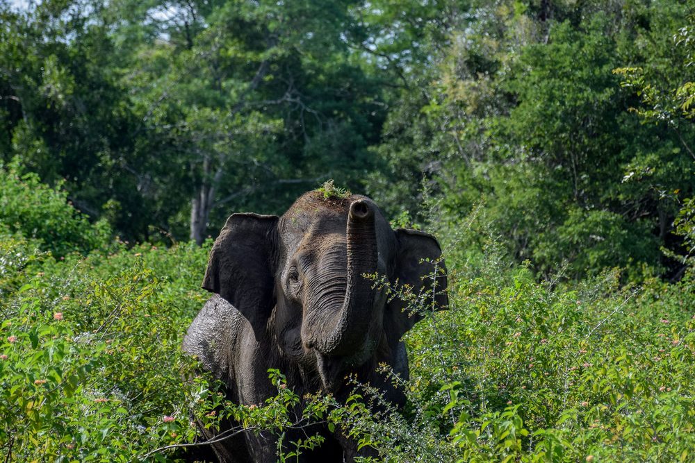 Wild elephant in Udawalawe