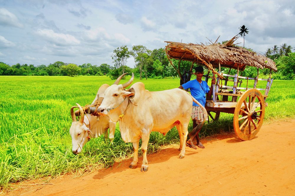 Bullock cart beside a paddy field