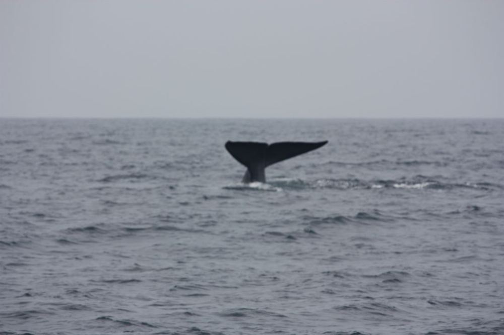 Blue whale fluke off the coast of Mirissa