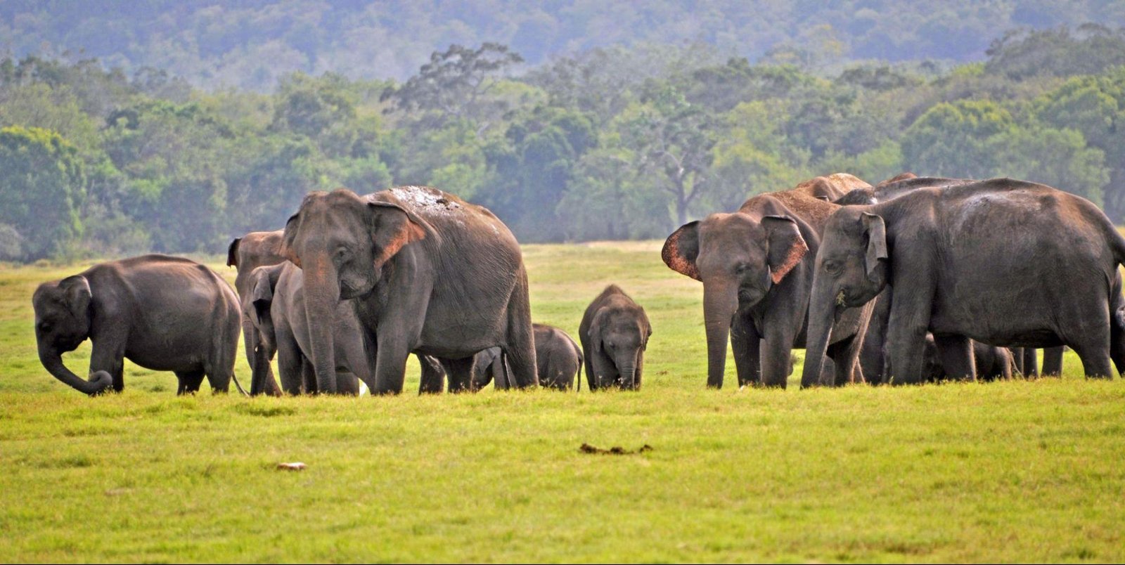 Sri Lanka 06 nights / 07 days Tour Package