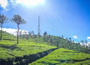 Places to Visit in Nuwara Eliya