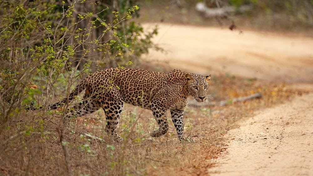 Yala National Park