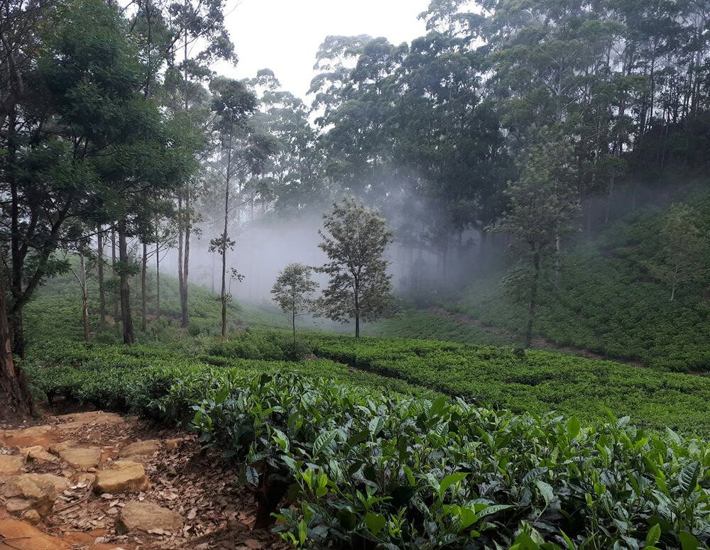 Badulla tea estate