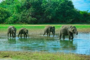Places to Visit in Sri Lanka in August