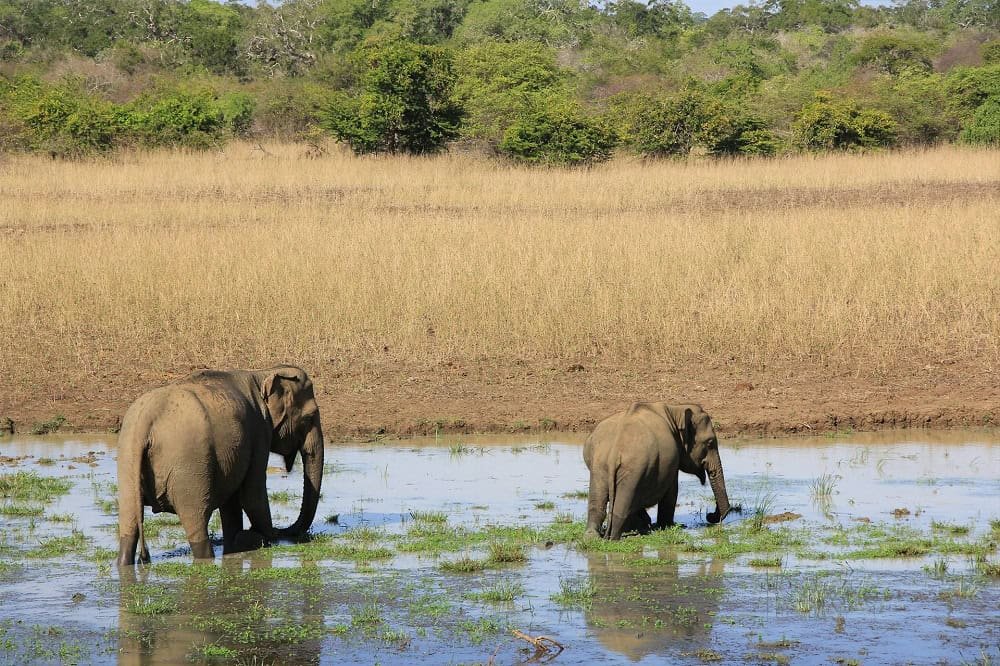 Places to Visit in Sri Lanka in February