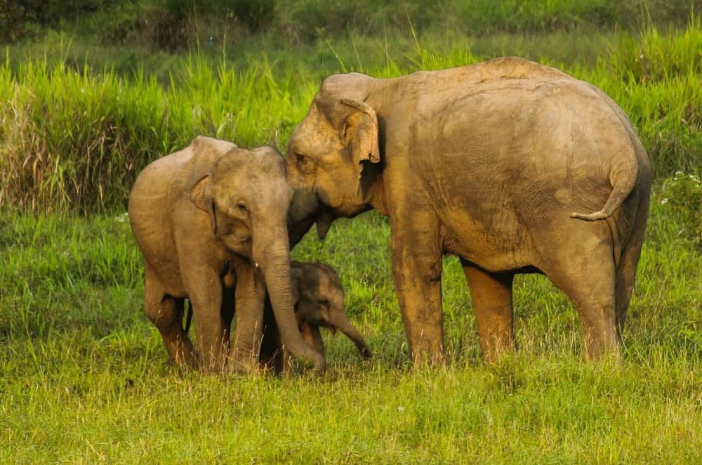 Places To Visit in Sri Lanka in May