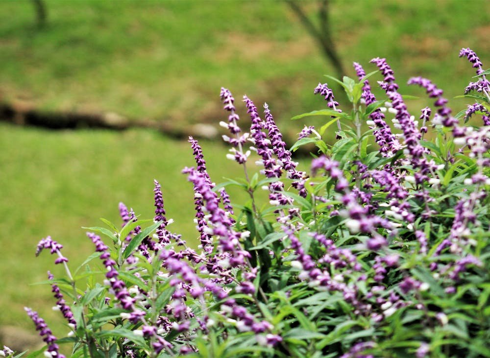 Hakgala Botanical Garden