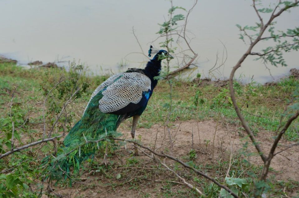 Sri Lanka Itinerary With Yala National Park