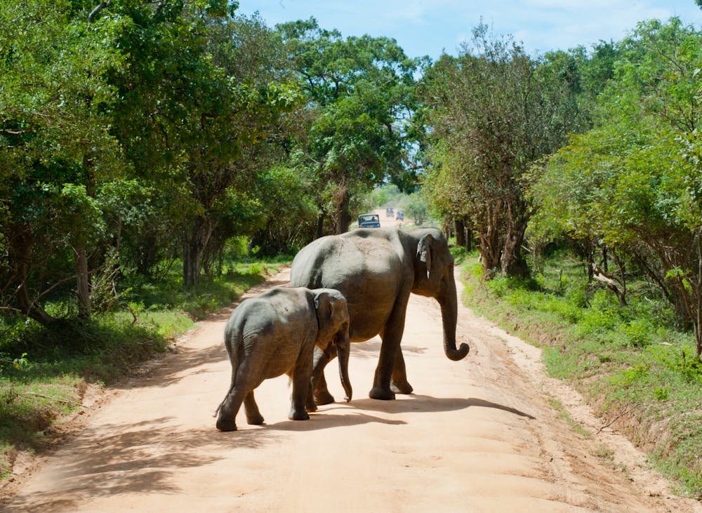 Bundala National Park
