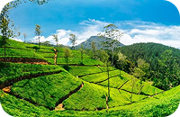 Nuwara Eliya