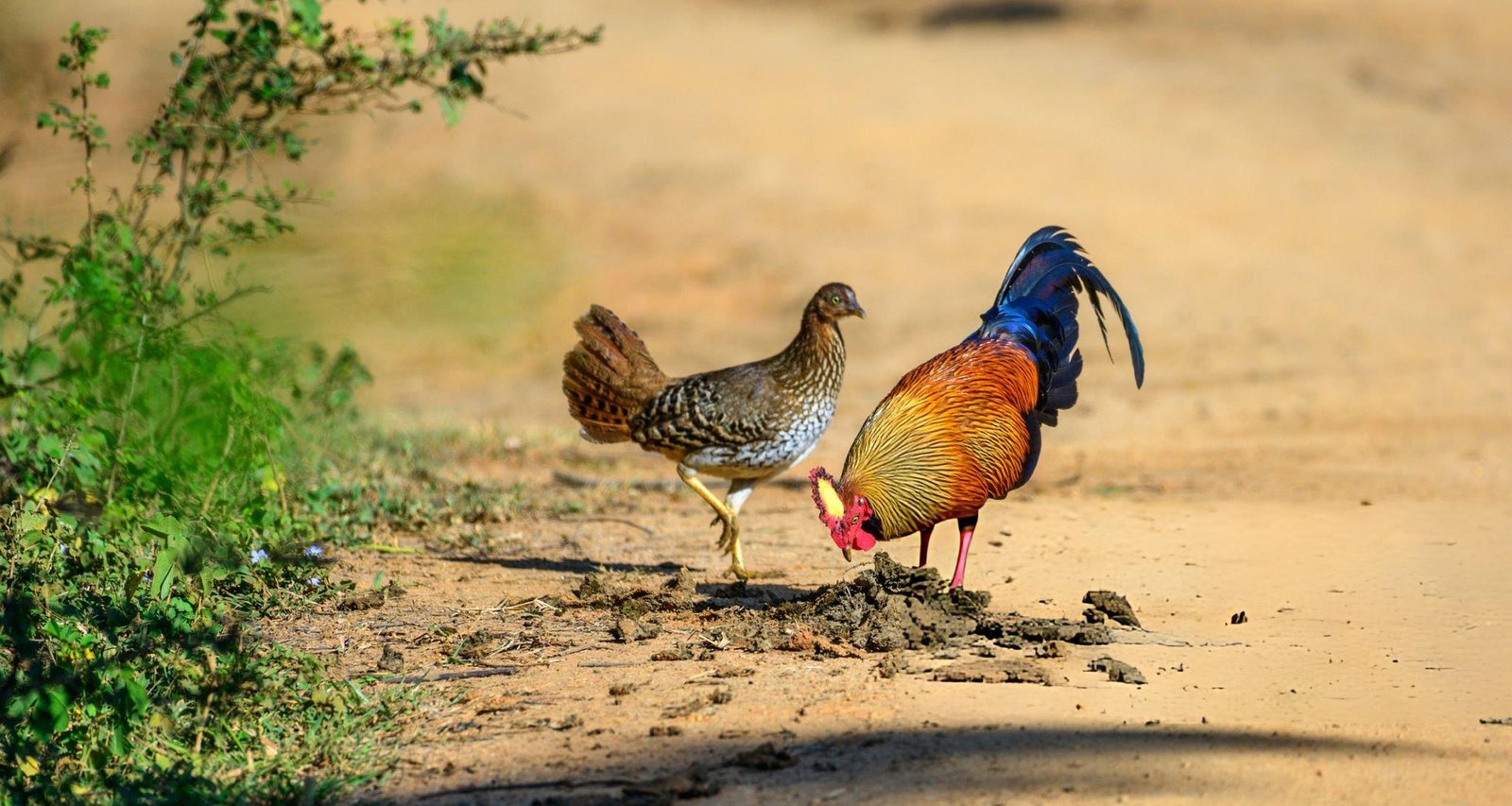 Yala National Park Safari