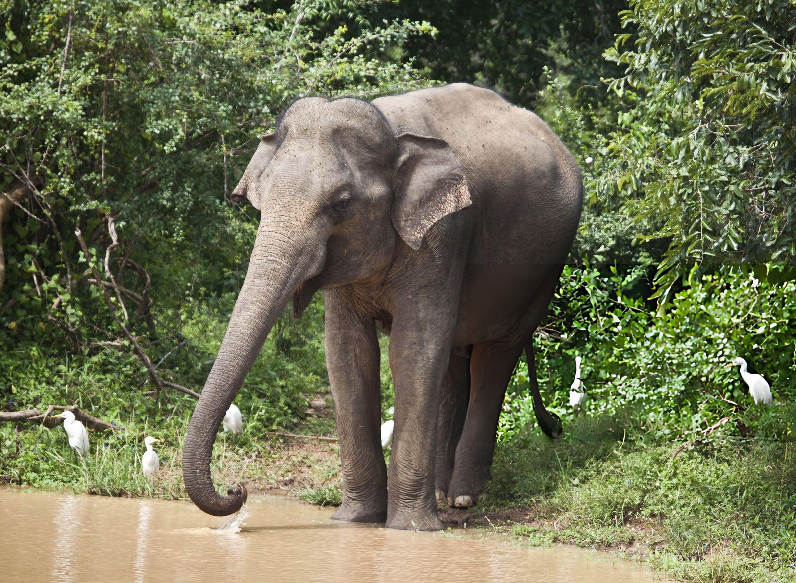 Yala National Park Safari