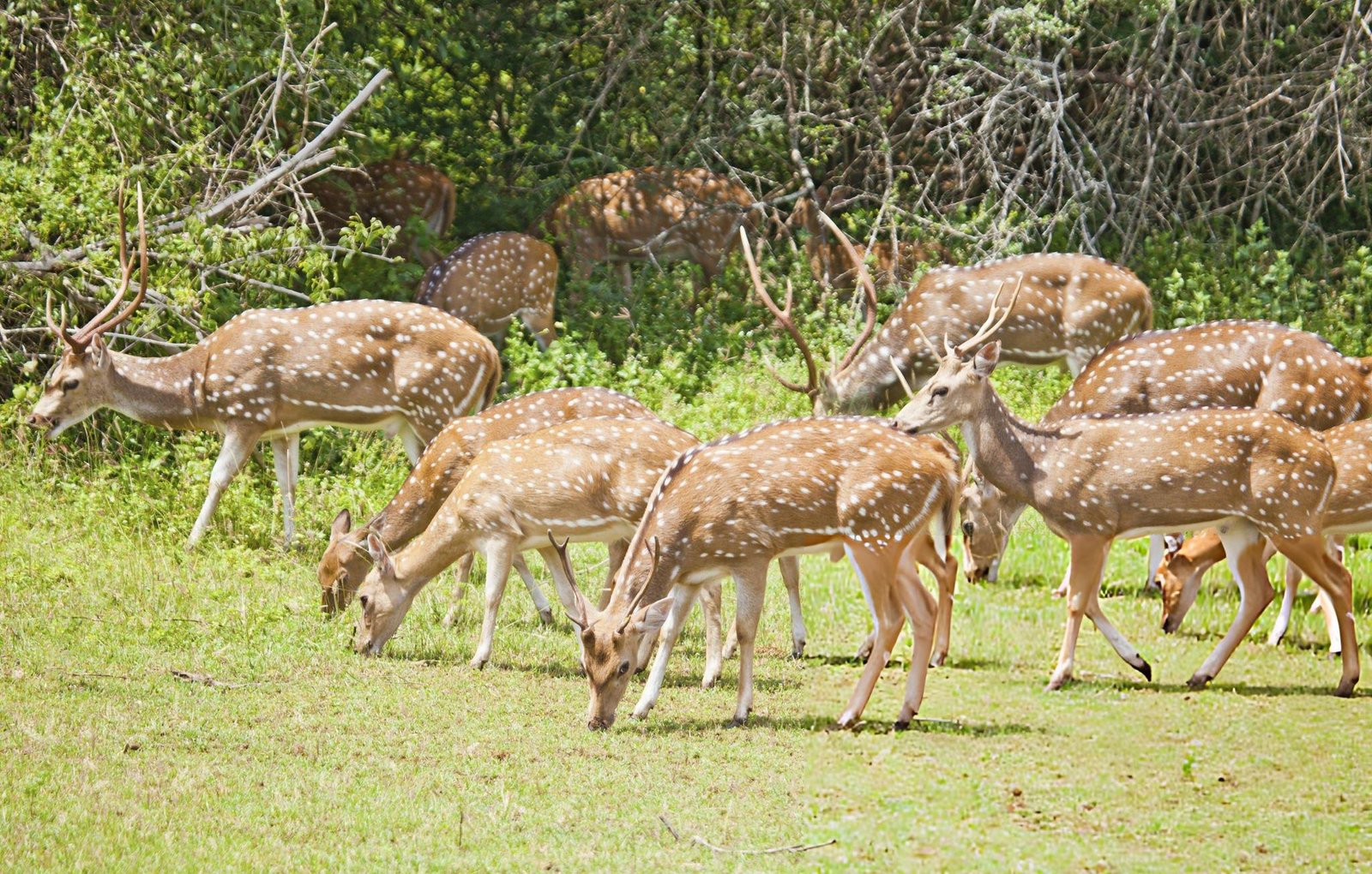 Yala National Park Safari