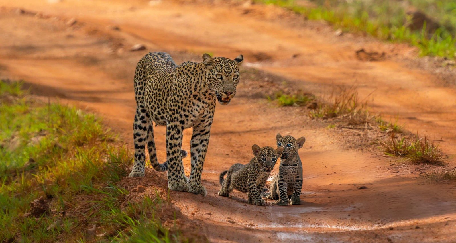 Yala National Park Safari